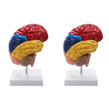 2X מוחי אנטומי דגם אנטומיה 1:1. חצי המוח גזע המוח מלמד ציוד מעבדה